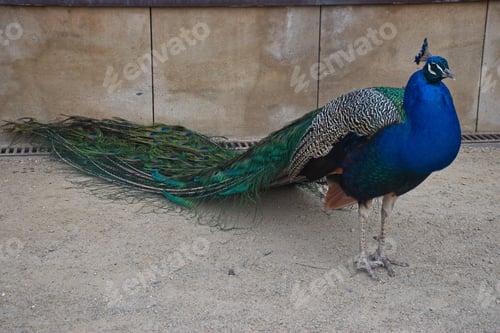 Preview: Portrait of peacock