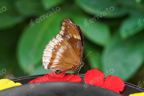Preview: Male Hypolimnas Bolina, The Great Eggfly Butterfly Sitting On Leaf In Outdoor Garden Background