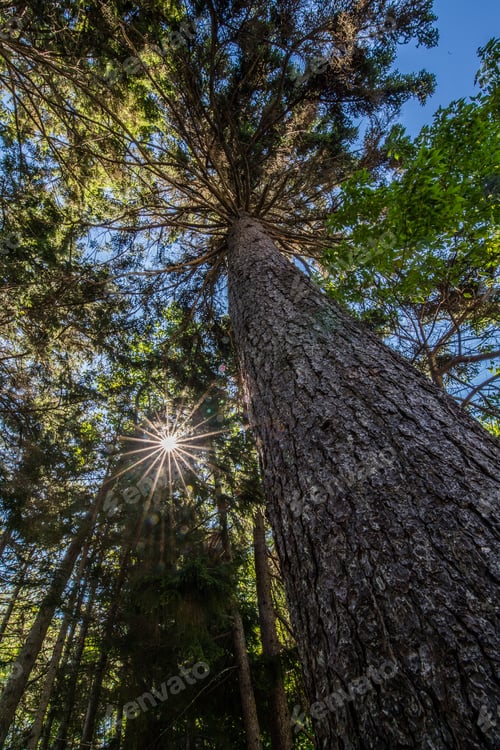Preview: Sun Shining Through a Forest