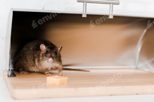 Preview: Rat in a bread box with a piece of cheese