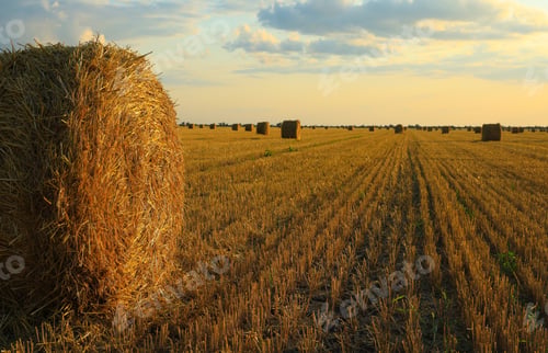 Preview: Beautiful view of agricultural field with hay bales