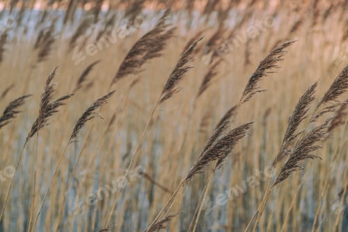 Preview: Reed in winter afternoon