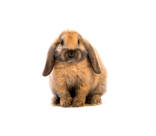 Preview: Rabbit