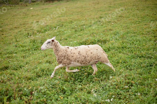 Preview: Sheep Walking Across Green Meadow during Daytime in Countryside Setting