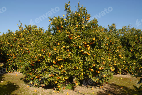 Preview: Orange orchard, Alicante Provincee, Spain