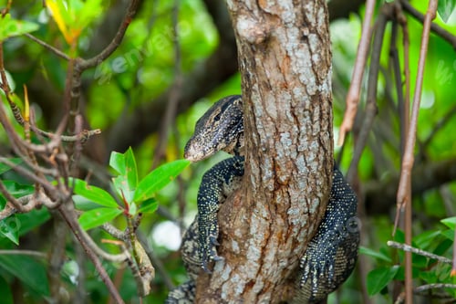 Preview: Varanus on a tree