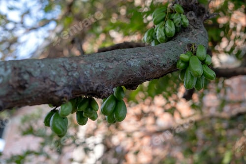 Preview: Averrhoa bilimbi or cucumber tree. The fruits are green, attached directly to the trunk of the tree.
