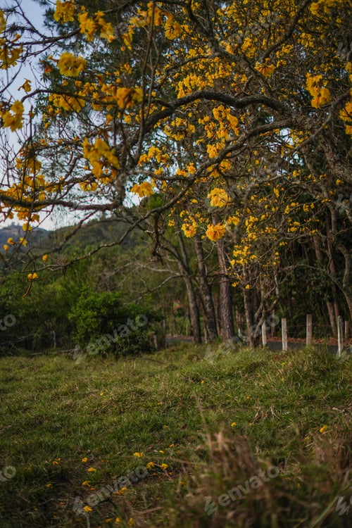 Preview: Tree - Yellow Flowers