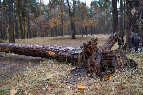 Preview: Fallen tree in autumn forest. Fallen trees on the ground after a strong storm.