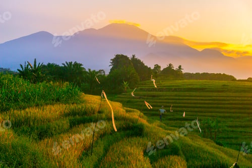 Preview: indonesia beauty landscape paddy fields in north bengkulu natural beautiful morning view from asia