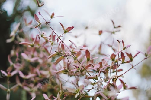 Preview: Pink Flowers