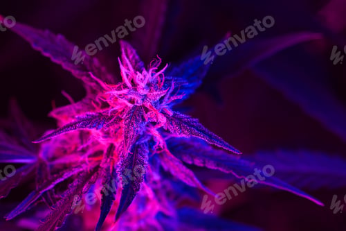 Preview: Close up of ripe cannabis buds with a tint light on indoor farm