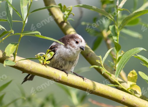 Preview: Long-tailed tit, Aegithalos caudatus. A young bird sits on a branch among the leaves