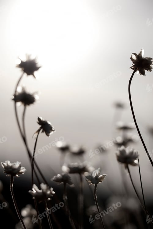 Preview: Flowers and Sun
