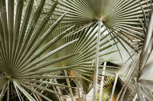 Preview: Close-up of Tropical Leaves at Greenhouse