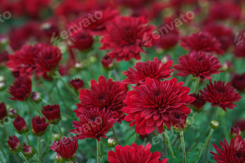 Preview: Beautiful Red Chrysanthemum Flowers In Full Autumn Bloom, Creating Bright Seasonal Floral Background