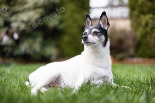 Preview: Toy Fox Terrier Dog playing on grass outside.