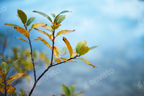 Preview: Close-up of leaves with a blurred water background