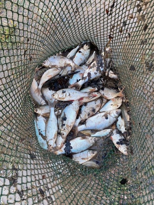 Preview: Top view of fishes catch in a fishnet