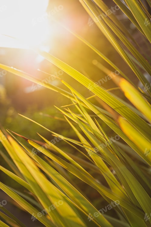 Preview: Mountain cabbage tree. Cordyline indivisa long spike leaves against sunset