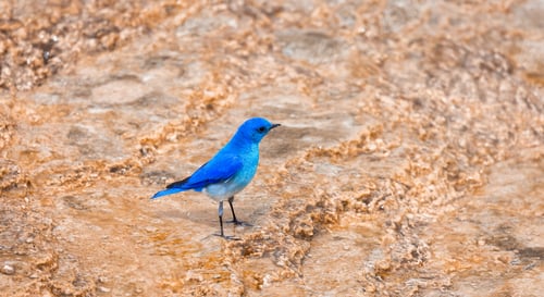 Preview: Small Colorful Bird at Hot Spring Landscape with unique ground formation.