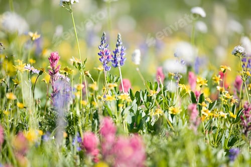 Preview: A vibrant field of wildflowers in full bloom