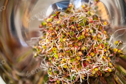 Preview: Growing sprouts in a jar