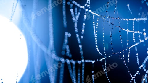 Preview: Drops of morning dew on a cobweb in a summer field
