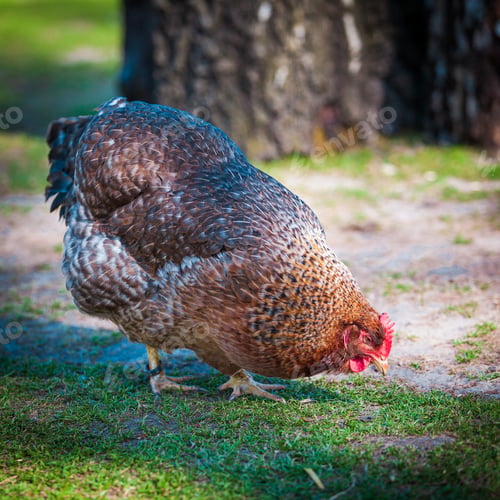 Preview: brown hen looking for food in the farm