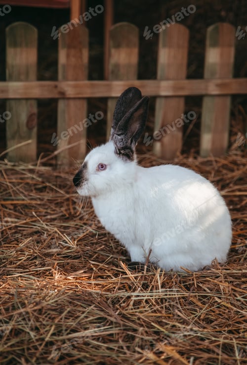 Preview: white rabbit walking in the garden. Cute farm animals. White rabbit with black spots.
