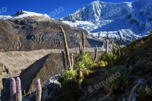 Vorschau: Blumen in Cordillera