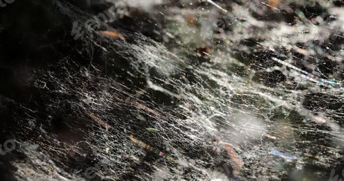 Preview: big spider web in the forest