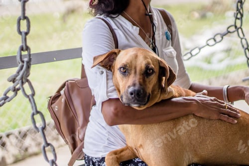 Preview: Female with her hands on a brown companion dog