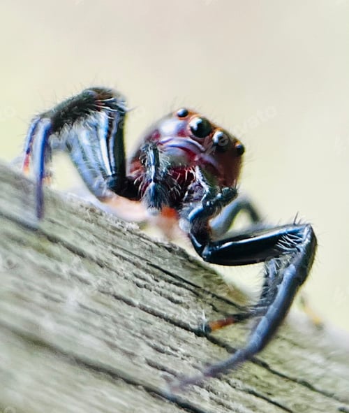 Preview: Bold Jumping Spider Close-Up on Weathered Wooden Surface