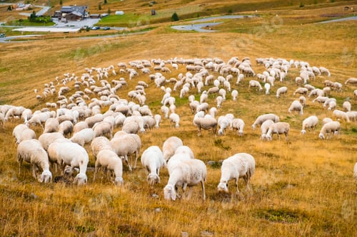 Preview: Flock of sheep eats grass on mountain pastures