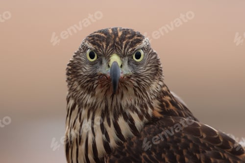 Preview: Closeup of a Northern goshawk on a blurred background