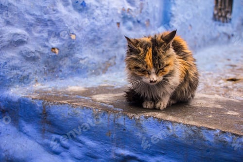 Relaxed Cat Resting on a Blue Stone Bench