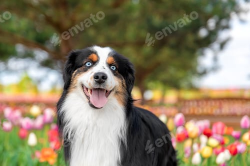 Preview: The Miniature American Shepherd dog portrait in tulips. Dog in flower field. Blooming. Spring.