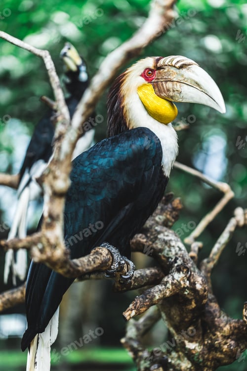 Preview: Male Bar-pouched Wreathed Hornbill portrait close up.