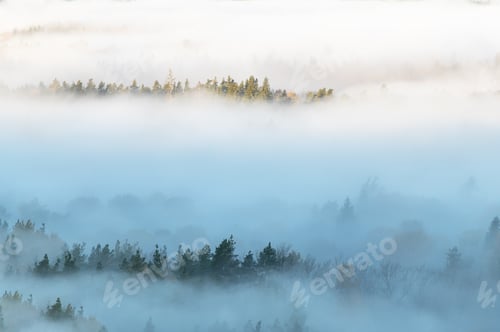 Preview: Autumn background with pine forest tops in white mist, Gauja National Park Sigulda, Latvia