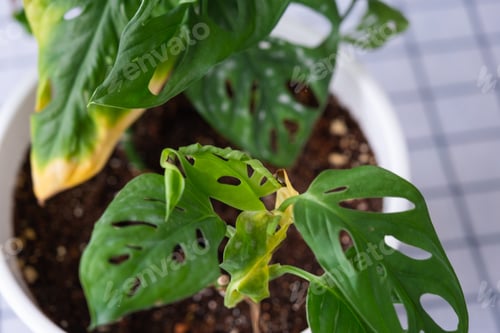 Preview: Problems in cultivation of domestic plants Monstera Monkey Mask - leaves