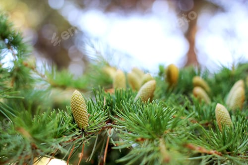 Preview: coniferous tree