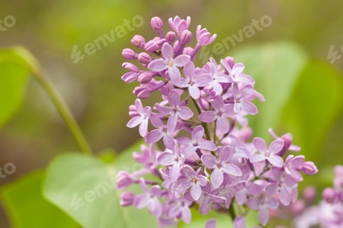 Preview: Beautiful lilac flowers blooming in spring garden