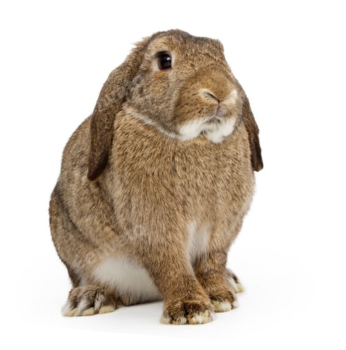 Preview: Brown Lop-earred Rabbit Isolated on White