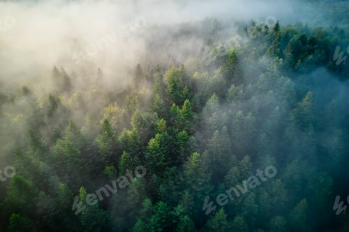 Preview: Aerial view reveals dense forest blanketed in mist. Sunlight filters through fog.