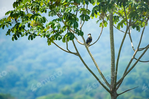 Preview: Crested Caracara (Caracara cheriway), Tarcoles River, Carara National Park, Puntarenas Province, Cos