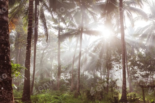 Lush Tropical Palm Trees in Morning Sunlight