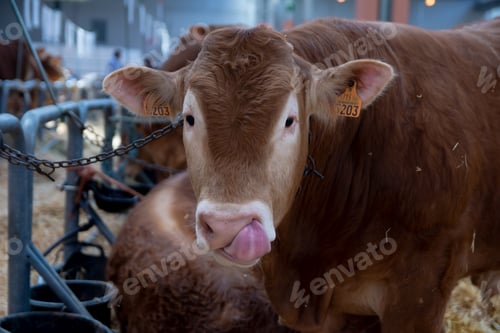 Preview: Portrait of a calf at a cattle fair in Zaragoza