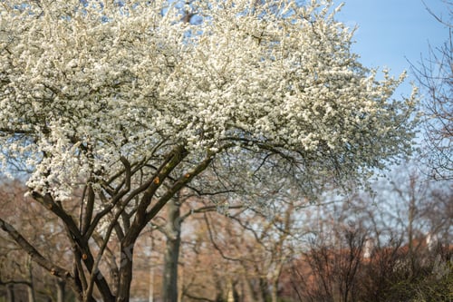 Preview: Blossoming apple tree branches on bright sunny day in spring park in Prague in early morning sunrise