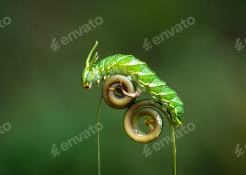 Preview: catapilar